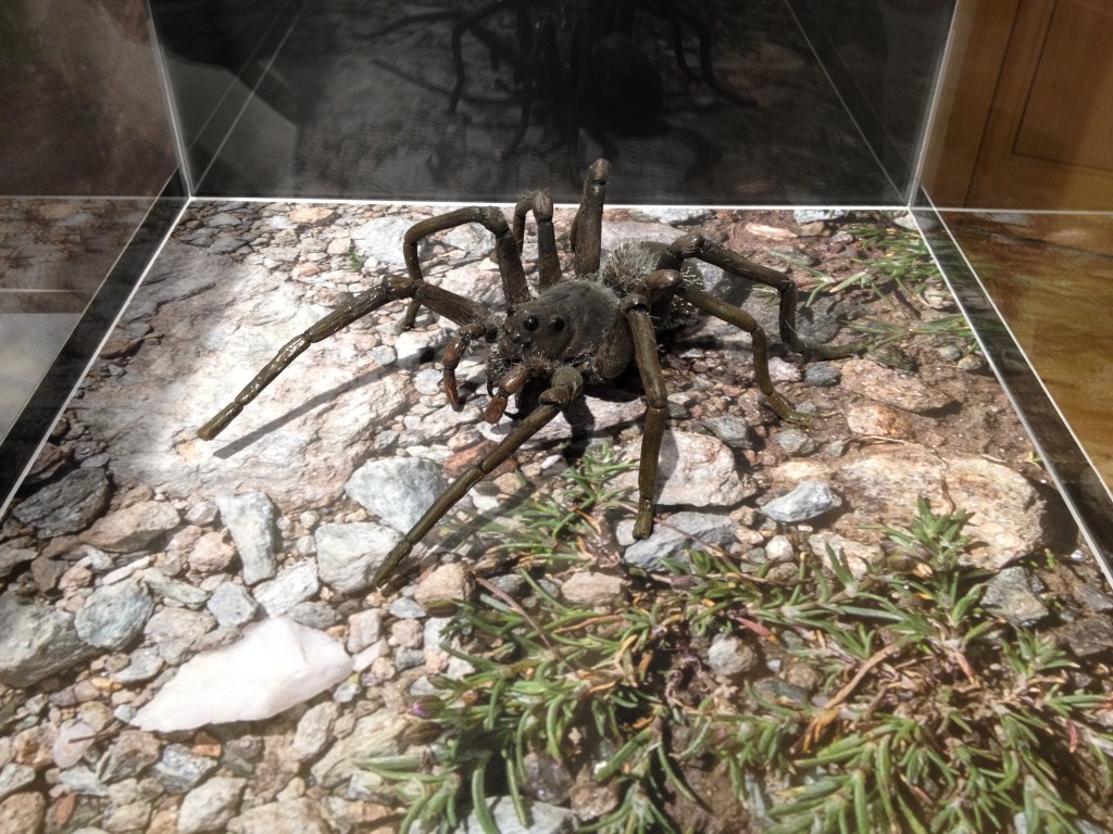 reconstruction spider, 25cm. rubber. ricustruzione ragno 25cm, in gomma.